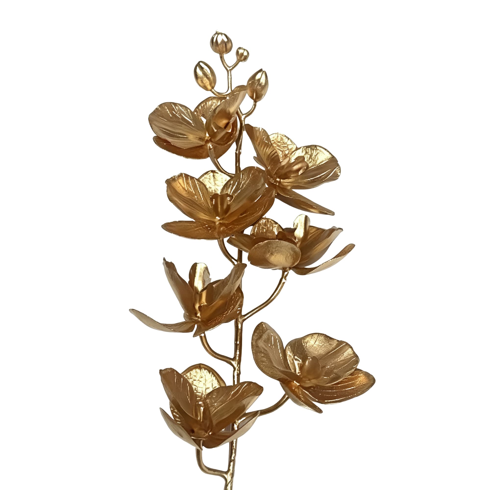 7-Head Phalaenopsis