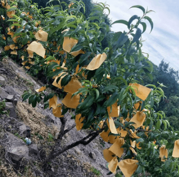 Peach Fruit Protection Bags