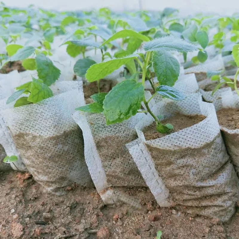 Non-woven nursery bags, degradable seedling bags, tree planting bags, garden planting bags