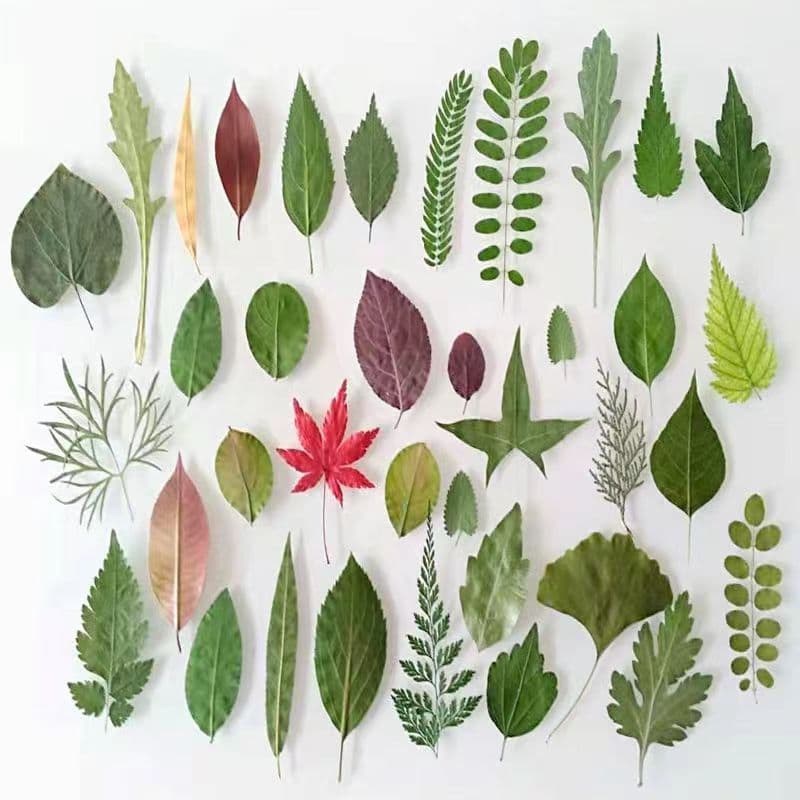 Pressed Leaf Collection for Kindergarten Crafts, Bookmarks, DIY Decoration
