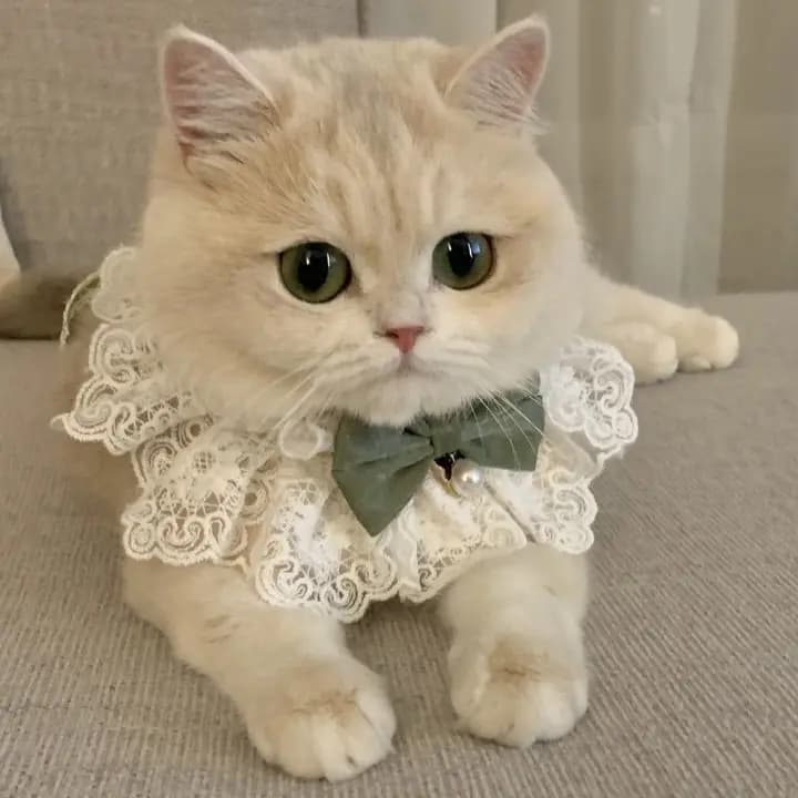 Cat Bow Tie Collar Bib, Knitted Neck Decor, Cute Photo Prop for Cats and Dogs