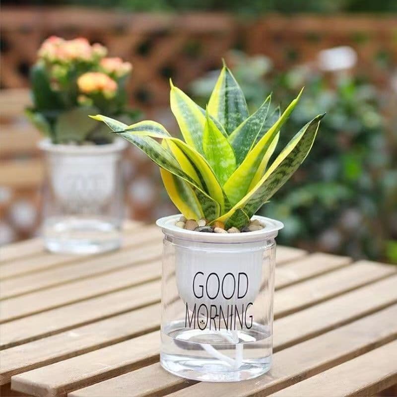Desktop lazy-planter pot with automatic water absorption, hydroponic, no watering, plastic, for green plants and flowers
