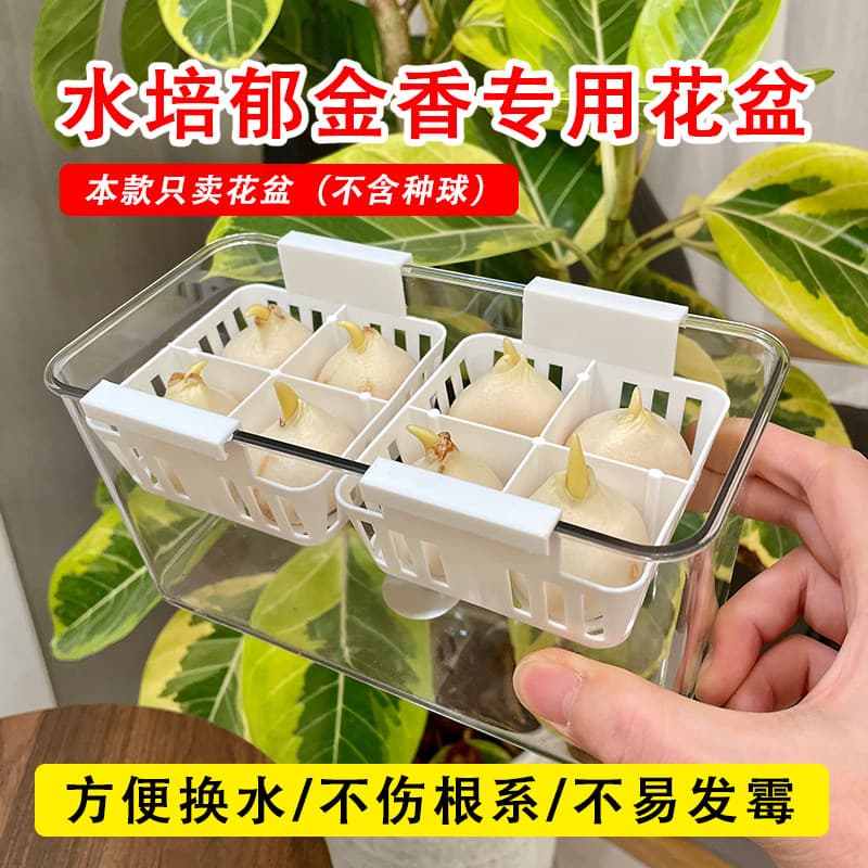 Hydroponic Tulip Planter with Net Basket – Easy Water Changes, Root-Friendly