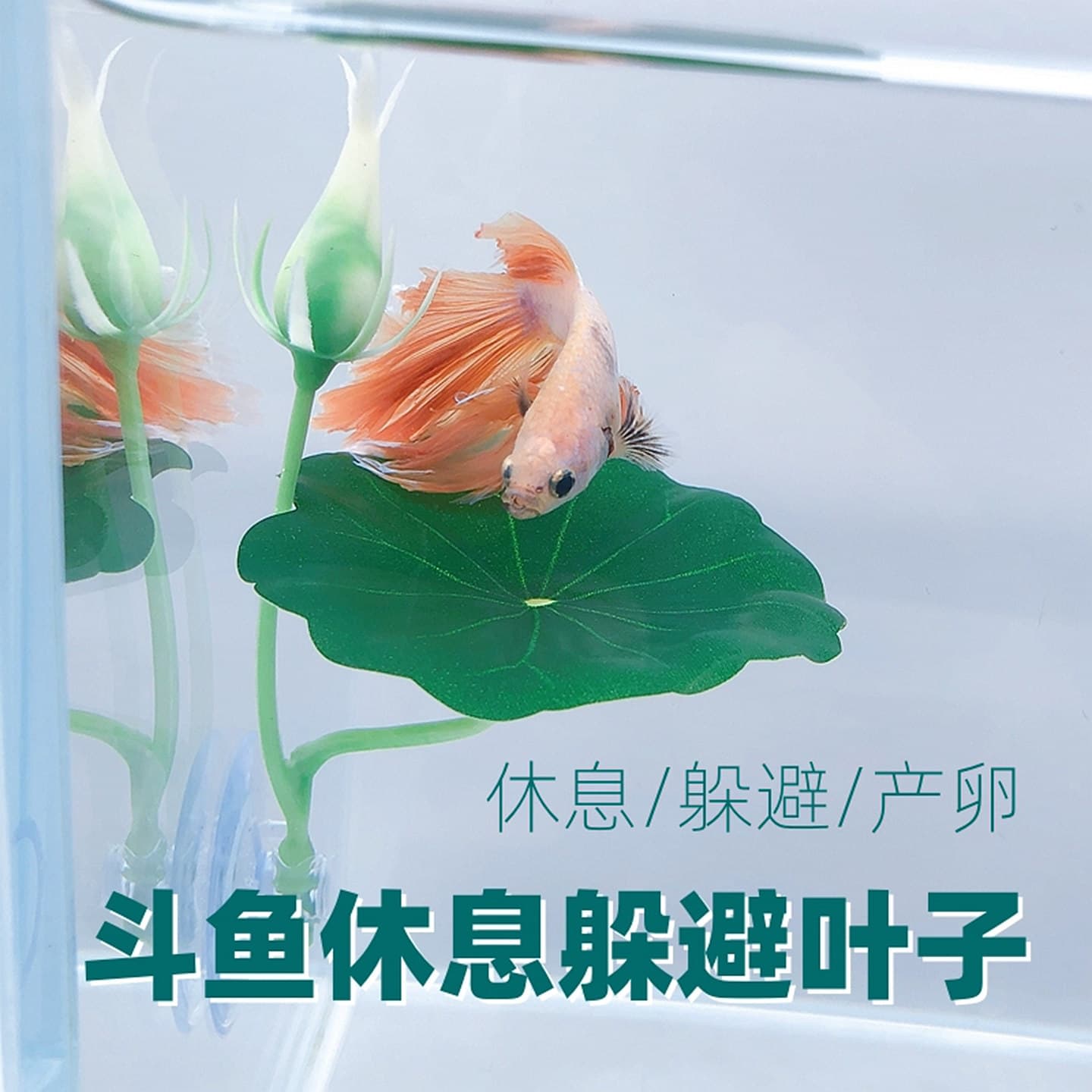 Betta Fish Resting Leaf Hideout and Spawning Lotus Leaf Aquatic Plant Decor